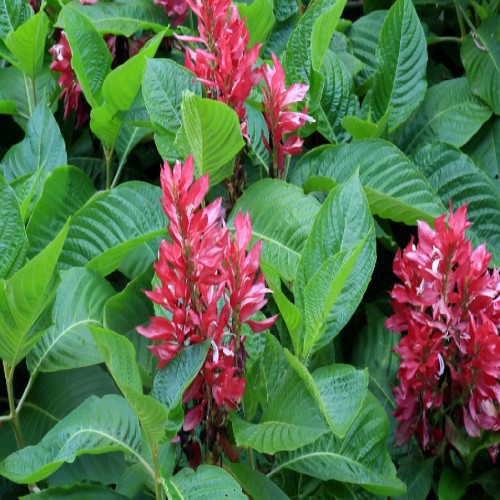MEGASKEPASMA ERYTHROCHLAMYS
