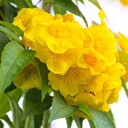 TECOMA STANS