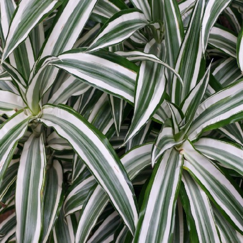 DRACAENA