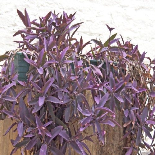 TRADESCANTIA PALLIDA PURPUREA
