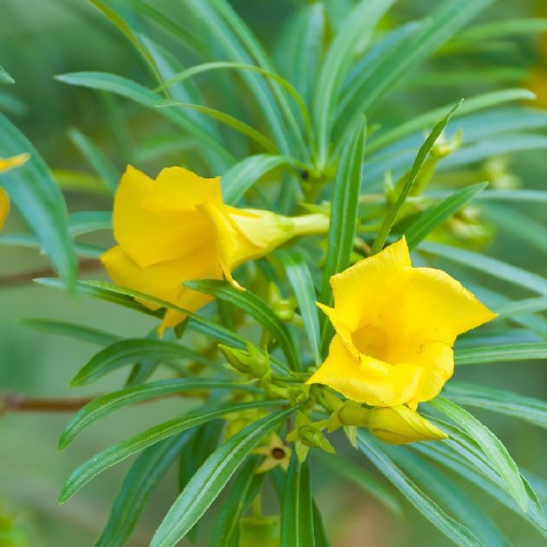 THEVETIA PERUVIANA