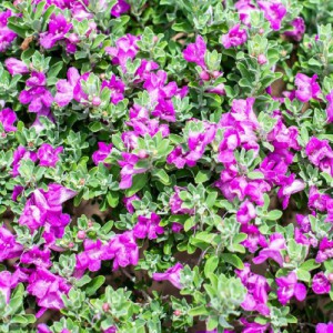 LEUCOPHYLLUM FRUTESCENS
