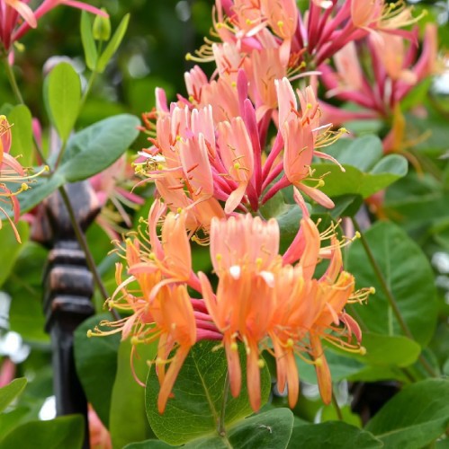 LONICERA HECKROTTII (CHEVREFEUILLE GRIMPANT)