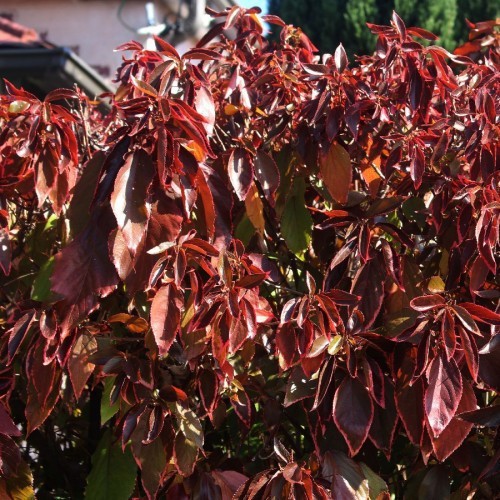 ACALYPHA WILKESIANA