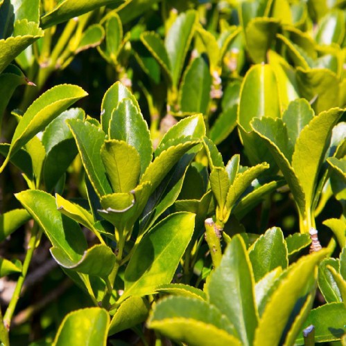 EUONYMUS JAPONICUS (FUSAIN VERT)
