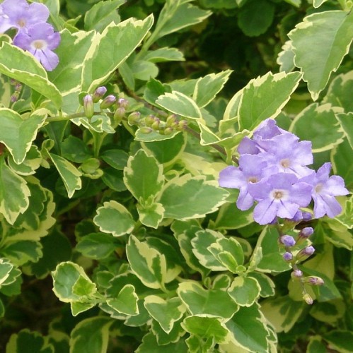 DURANTA VARIEGATA
