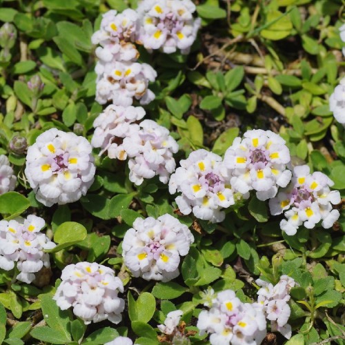 LIPPIA NODIFLORA