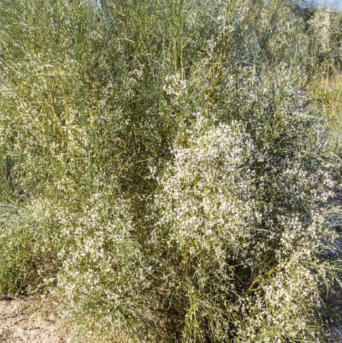 RETAMA MONOSPERMA