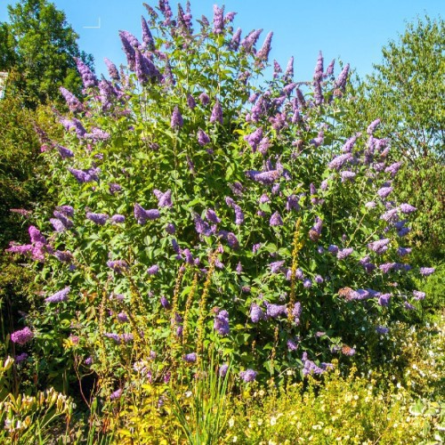 BUDDLEJA DAVIDII