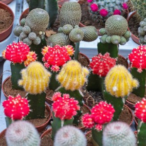 GYMNOCALYC. BRASIL GEM