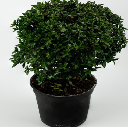 MYRTUS COMMUNIS TOUFFE