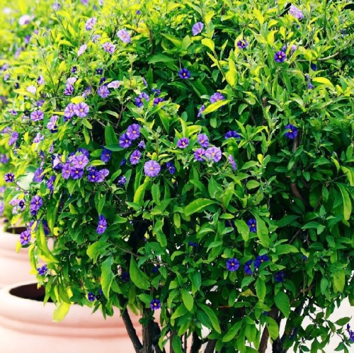SOLANUM RANTONNETII (BOULE)