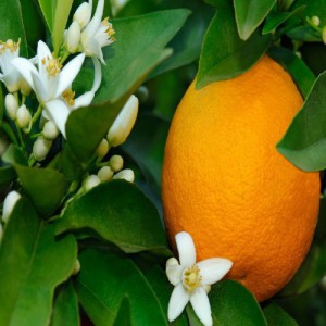 CITRUS SINENSIS WASHINGTON