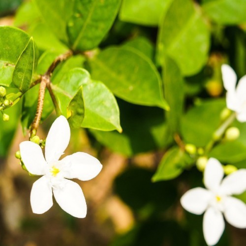 JASMINUM SAMBAC (JASMIN D ARABIE)
