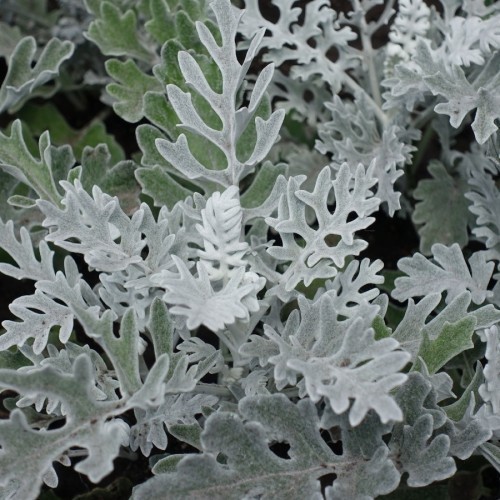 JACOBAEA MARITIMA (SENECIO CINERARIA) – CINÉRAIRE MARITIME