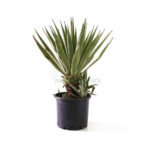 AGAVE ANGUSTIFOLIA