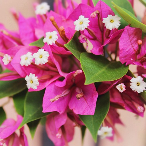BOUGAINVILLEA JENNAH