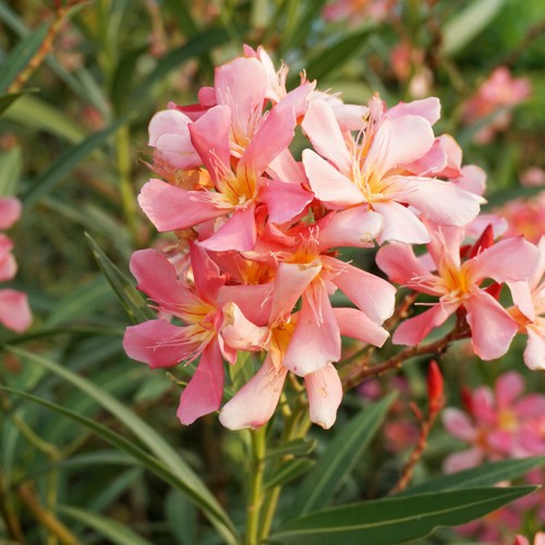 NERIUM OLEANDER NAIN