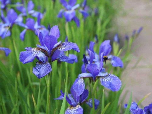 IRIS