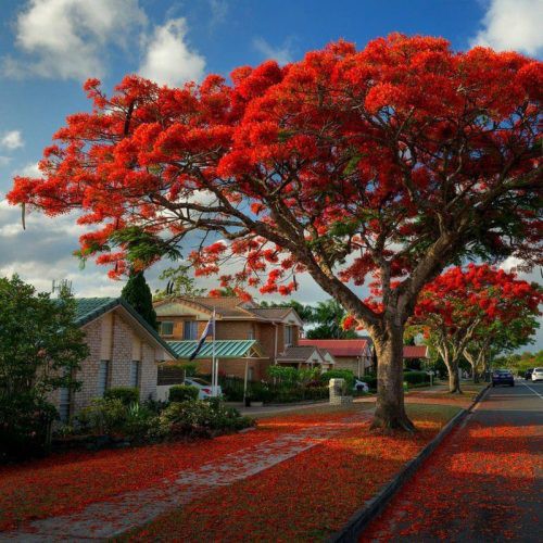 DELONIX REGIA (FLAMBOYANT)