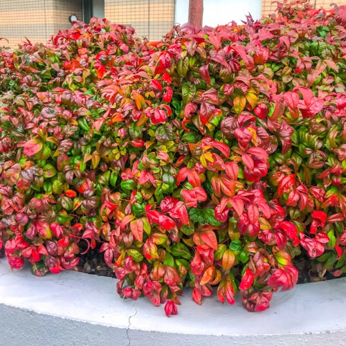 NANDINA