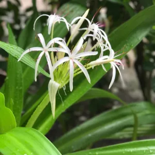 CRINUM ASIATICUM