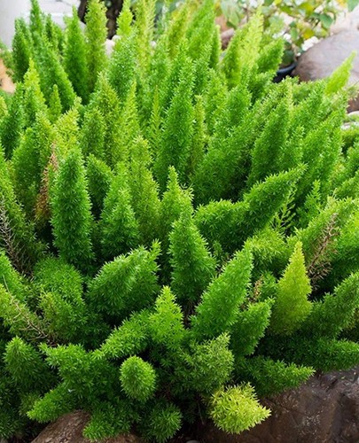 ASPARAGUS MEYERI