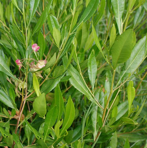 Variant 5