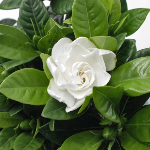 Variant 4