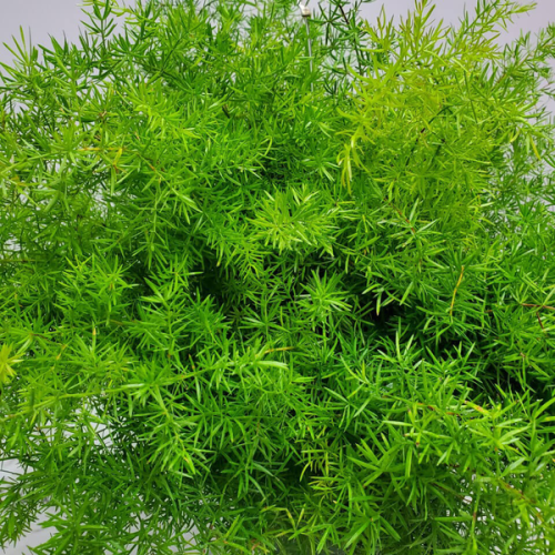 ASPARAGUS SPRENGERI