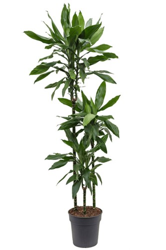 DRACAENA LEMON LIME