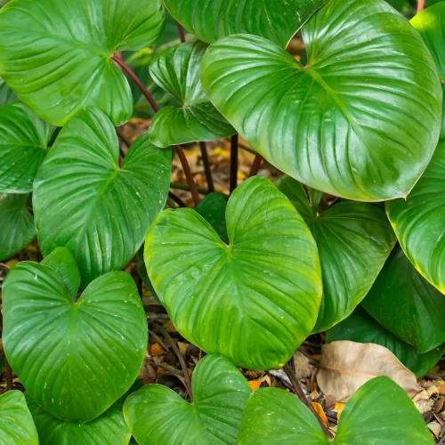 HOMALOMENA