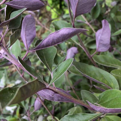 VITEX TRIFOLIA