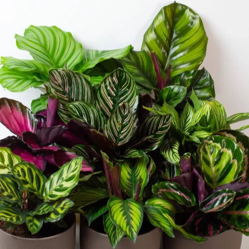 CALATHEA