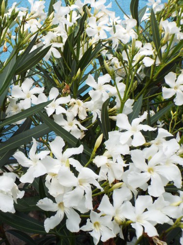 NERIUM OLEANDER