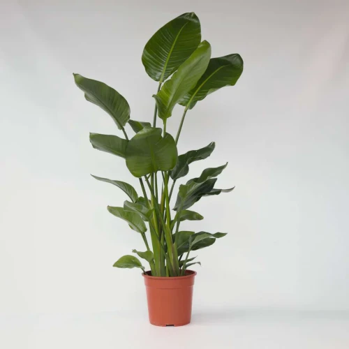 STRELITZIA NICOLAI (AUGUSTA)