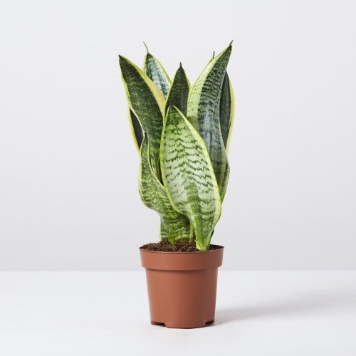 SANSEVIERIA TRIF. FUTURA VARIEGATA