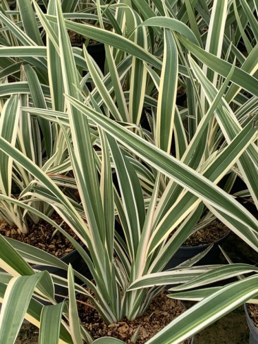 Variant 2