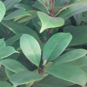 FICUS CYATHISTIPULA
