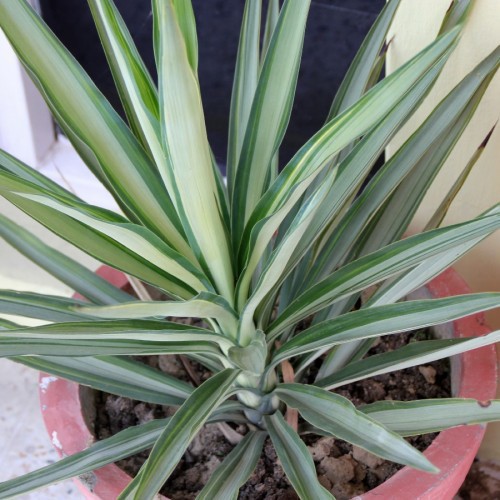 Variant 2