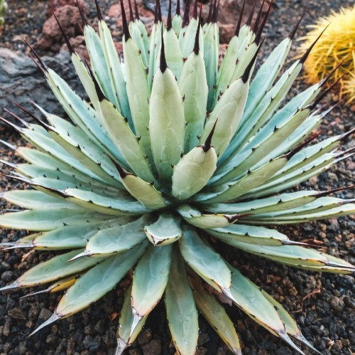 AGAVE MACROACANTHA