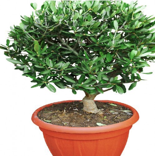 OLEA EUROPAEA (BOULE) (OLIVIER)