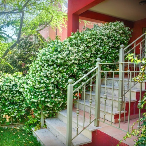 TRACHELOSPERMUM JASMINOIDES (JASMIN ETOILE )