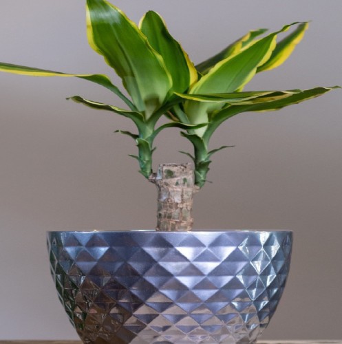 DRACAENA GOLD COAST