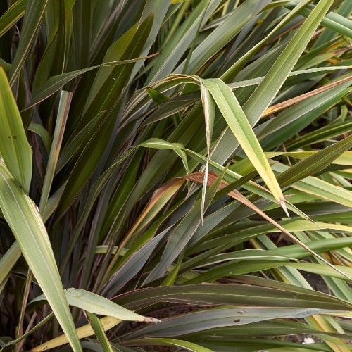 PHORMIUM TENAX