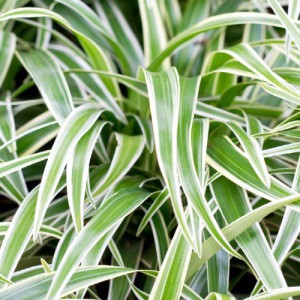 CHLOROPHYTUM