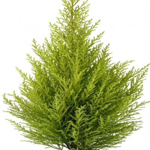 Variant 4