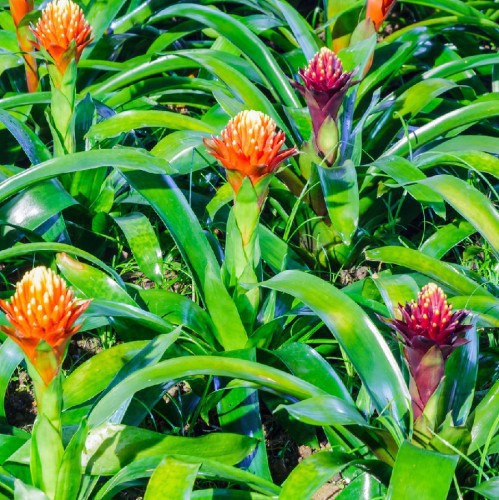 GUZMANIA
