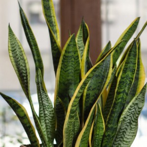 SANSEVIERIA TRIF. LAURENTII