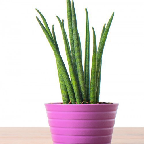 SANSEVIERIA LAURENTII VARIEGATA